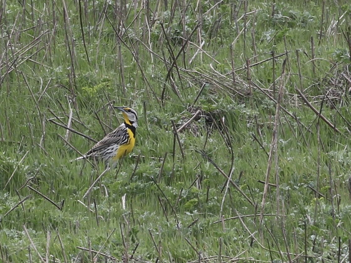 Eastern Meadowlark - ML634058219