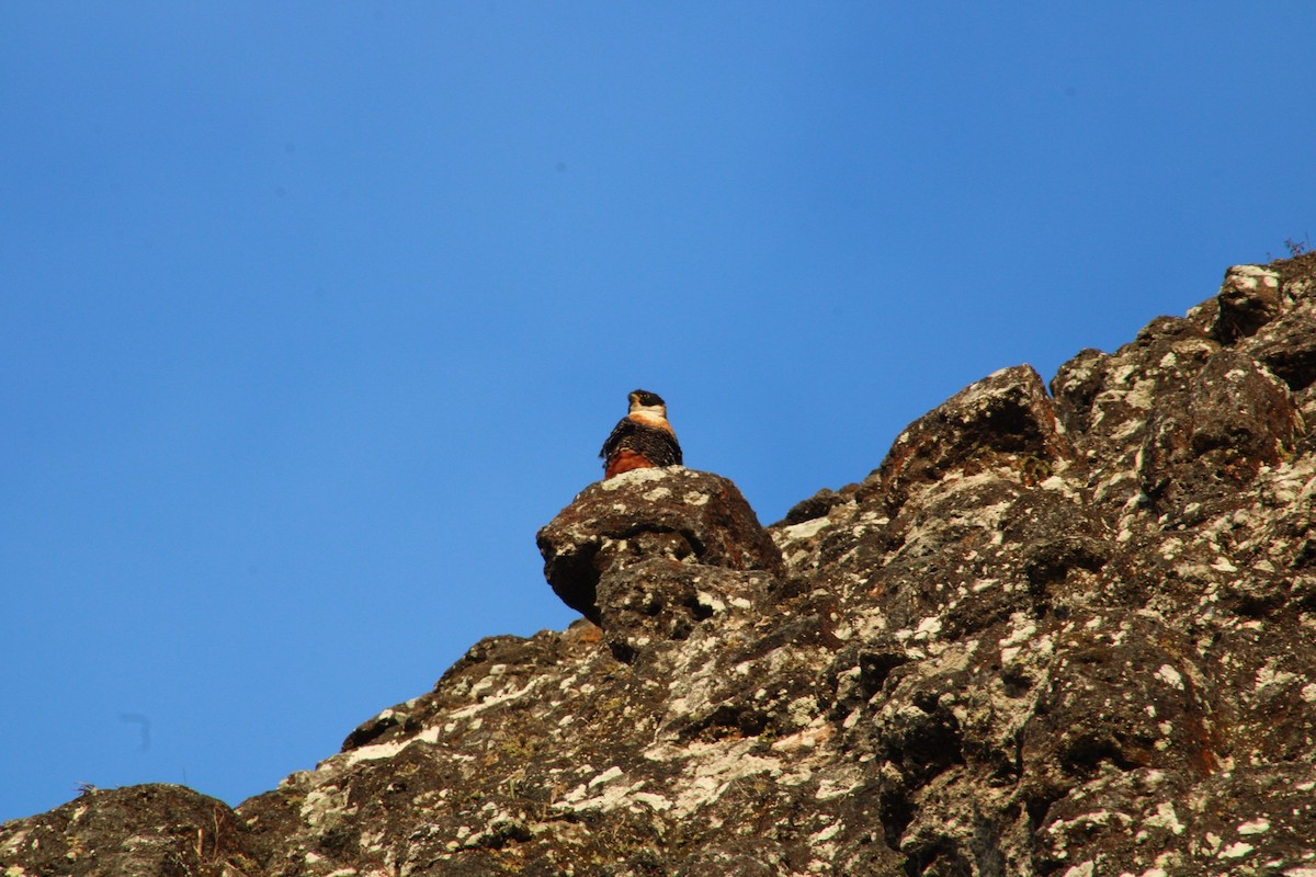 Orange-breasted Falcon - ML634058279