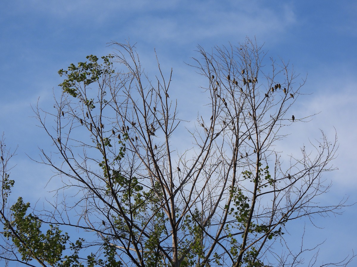Cedar Waxwing - ML634058324