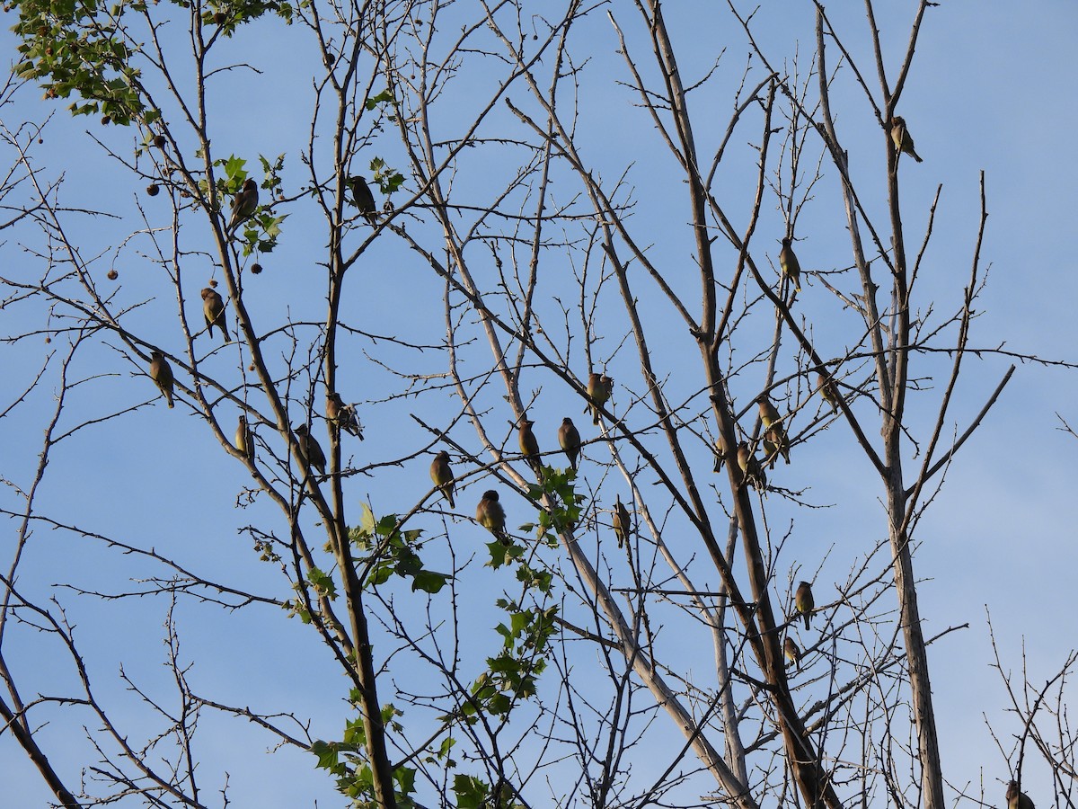 Cedar Waxwing - ML634058325