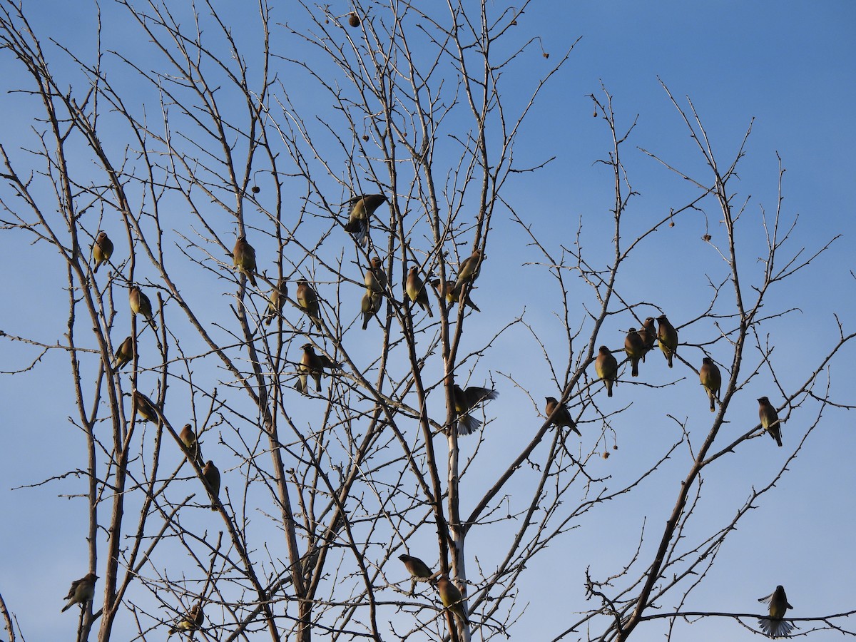 Cedar Waxwing - ML634058326