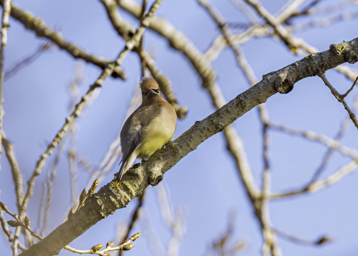 Cedar Waxwing - ML634058515