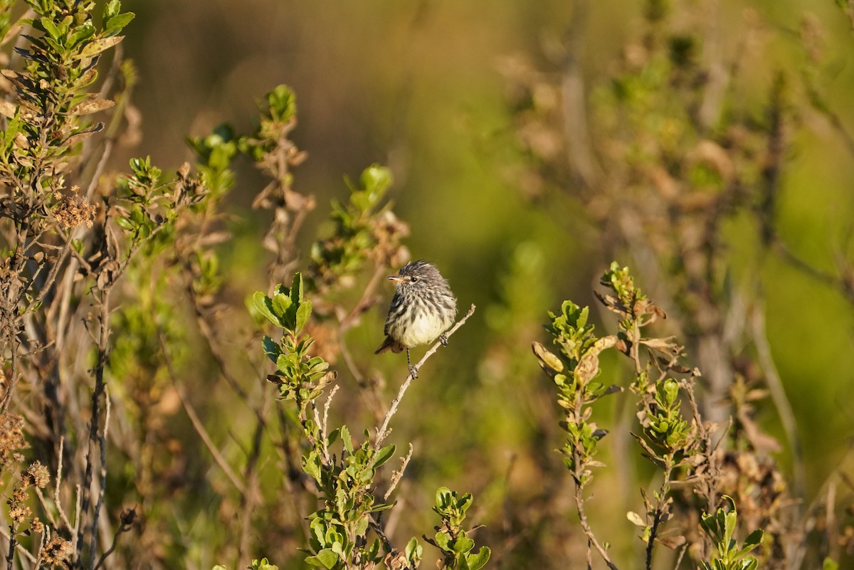 Yellow-billed Tit-Tyrant - ML634058524