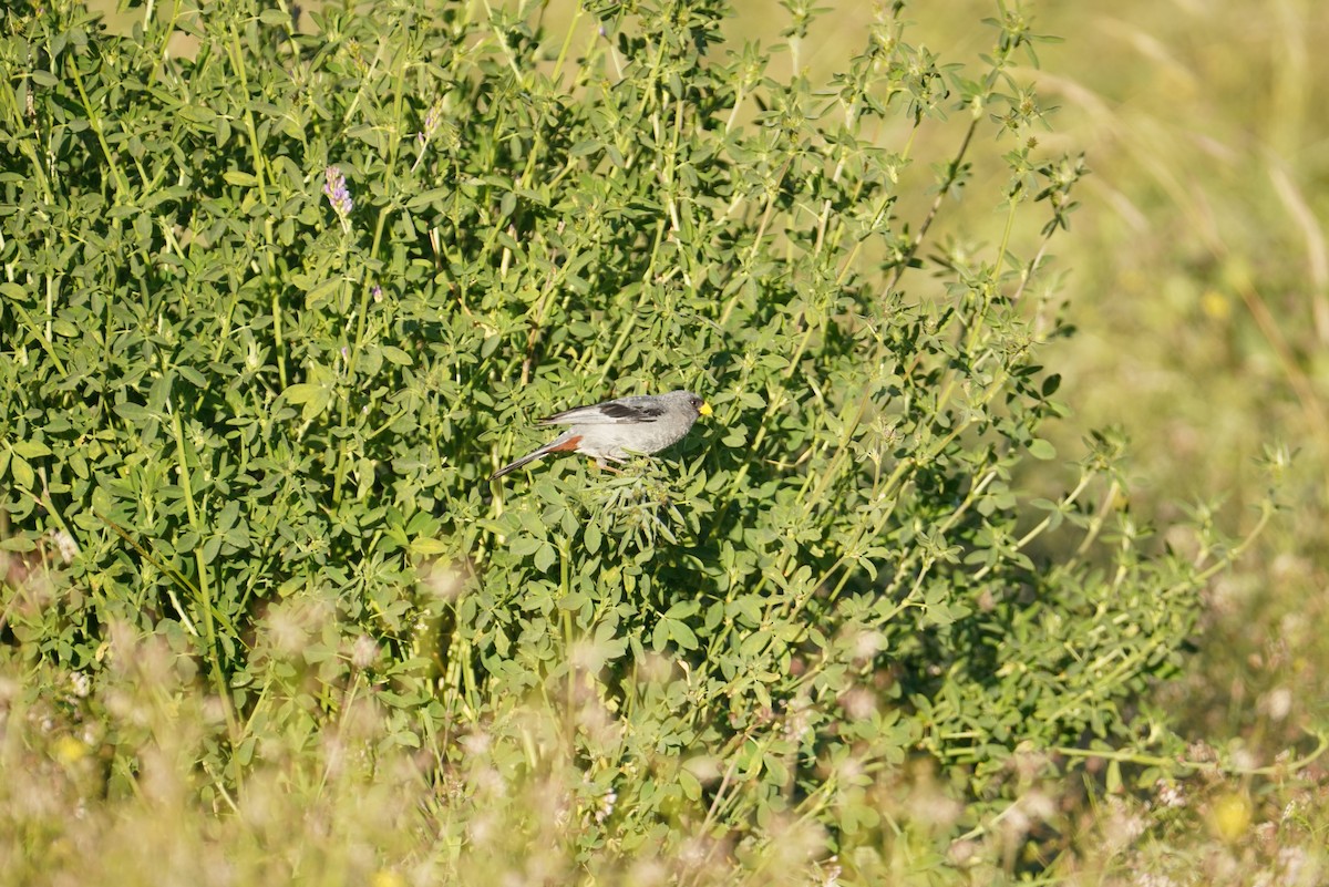 Band-tailed Seedeater - ML634058533