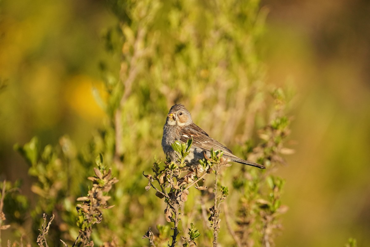 Mourning Sierra Finch - ML634058543