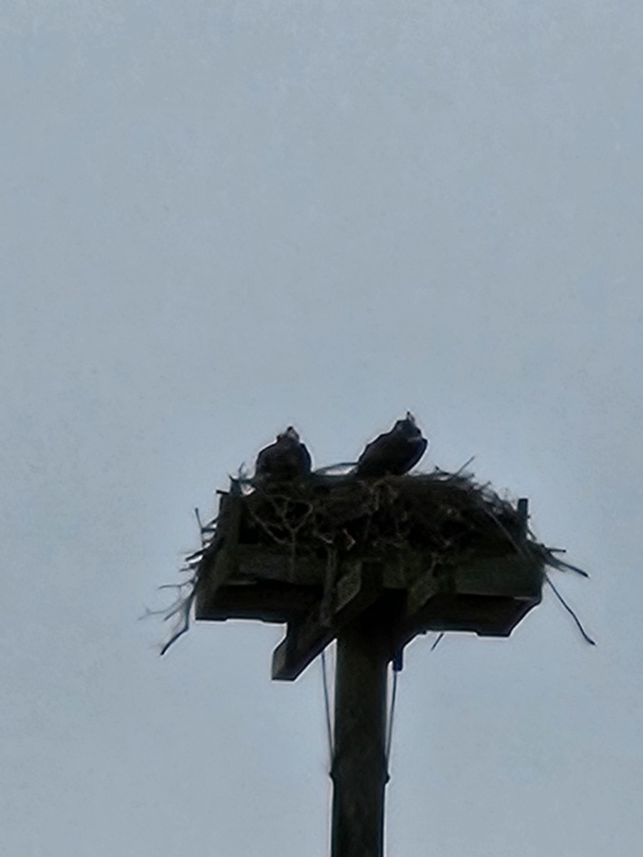 Osprey - ML634058558