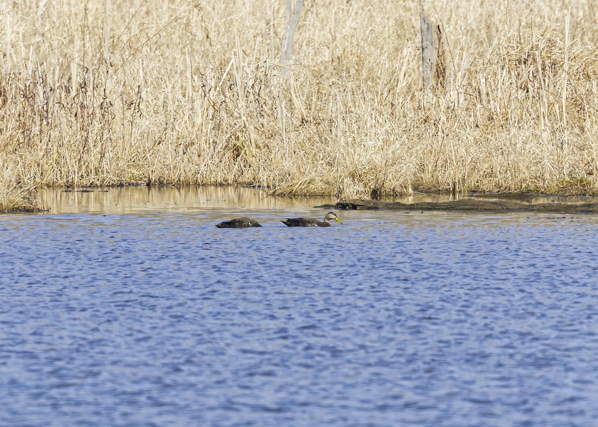 American Black Duck - ML634058670