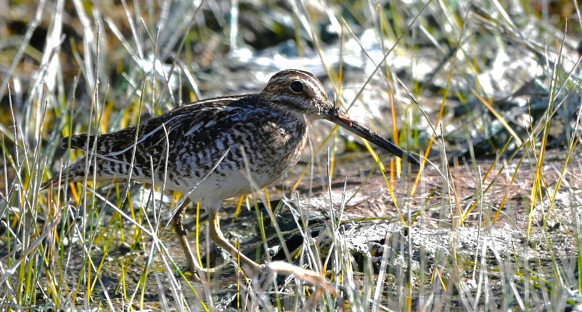 Wilson's Snipe - ML634058804