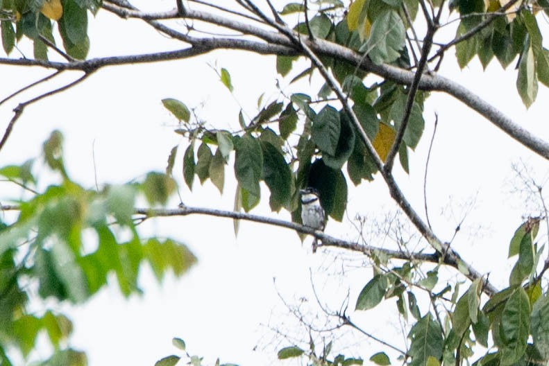 Pied Puffbird - ML634058816