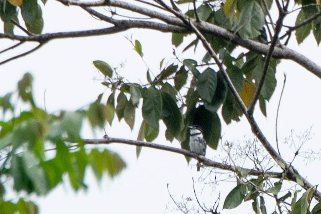 Pied Puffbird - ML634058911
