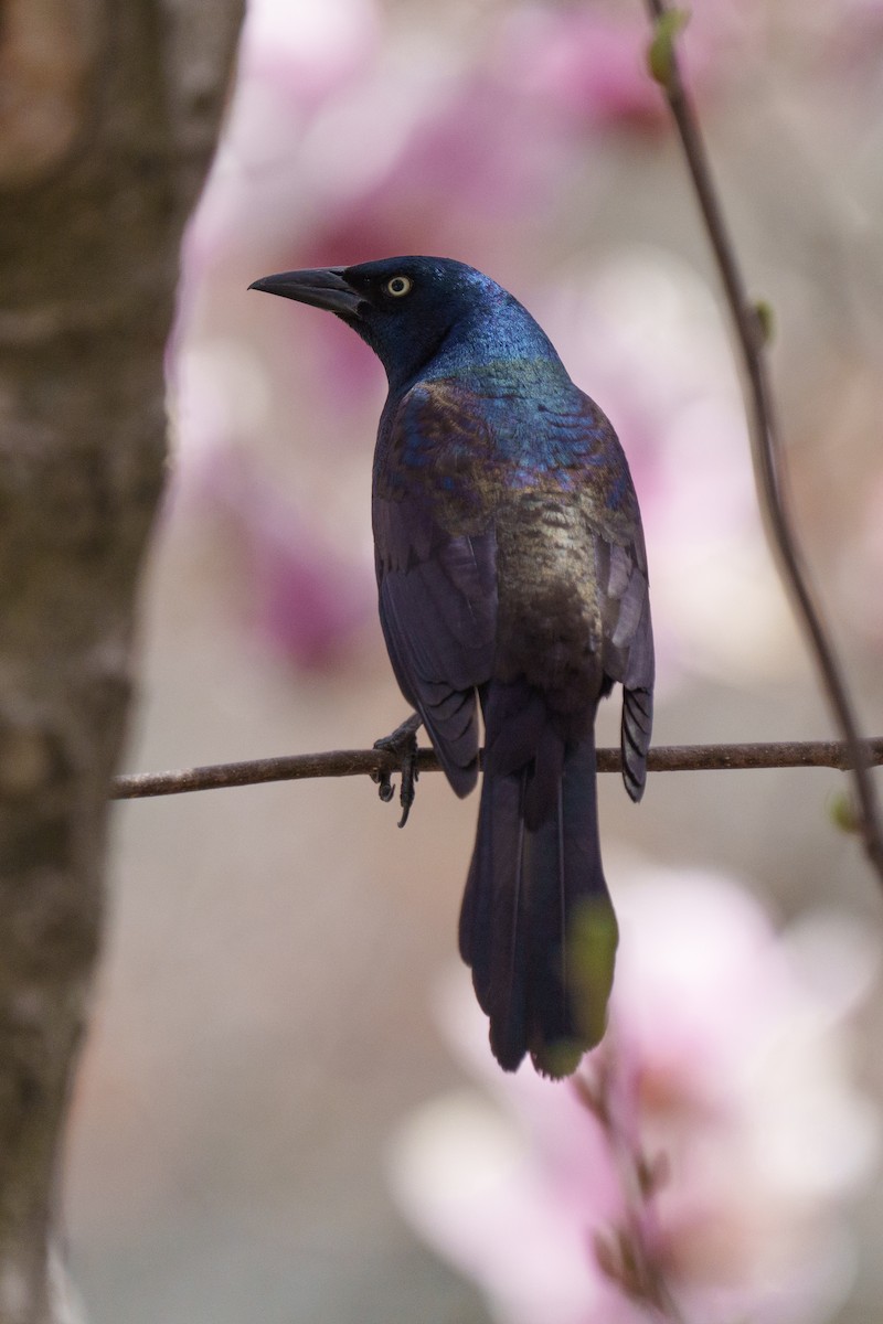 Common Grackle - ML634058968