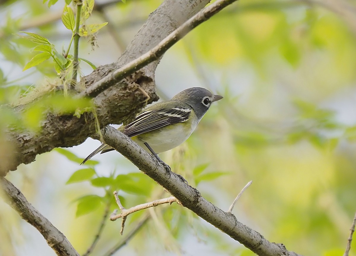Blue-headed Vireo - ML634059071