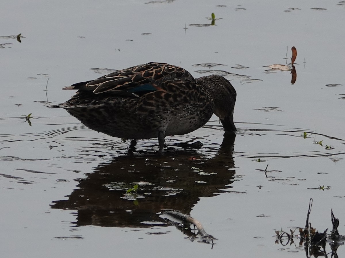 Ногоохон нугас - ML634059162