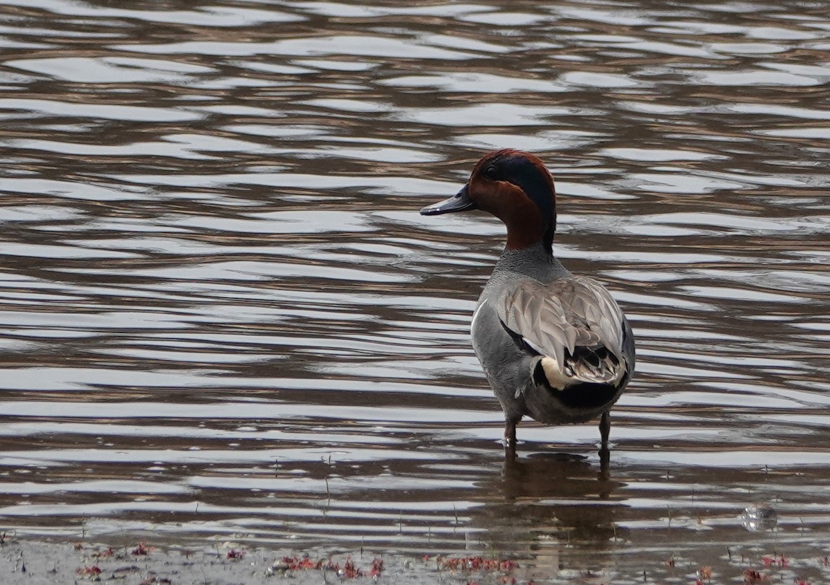 Ногоохон нугас - ML634059164