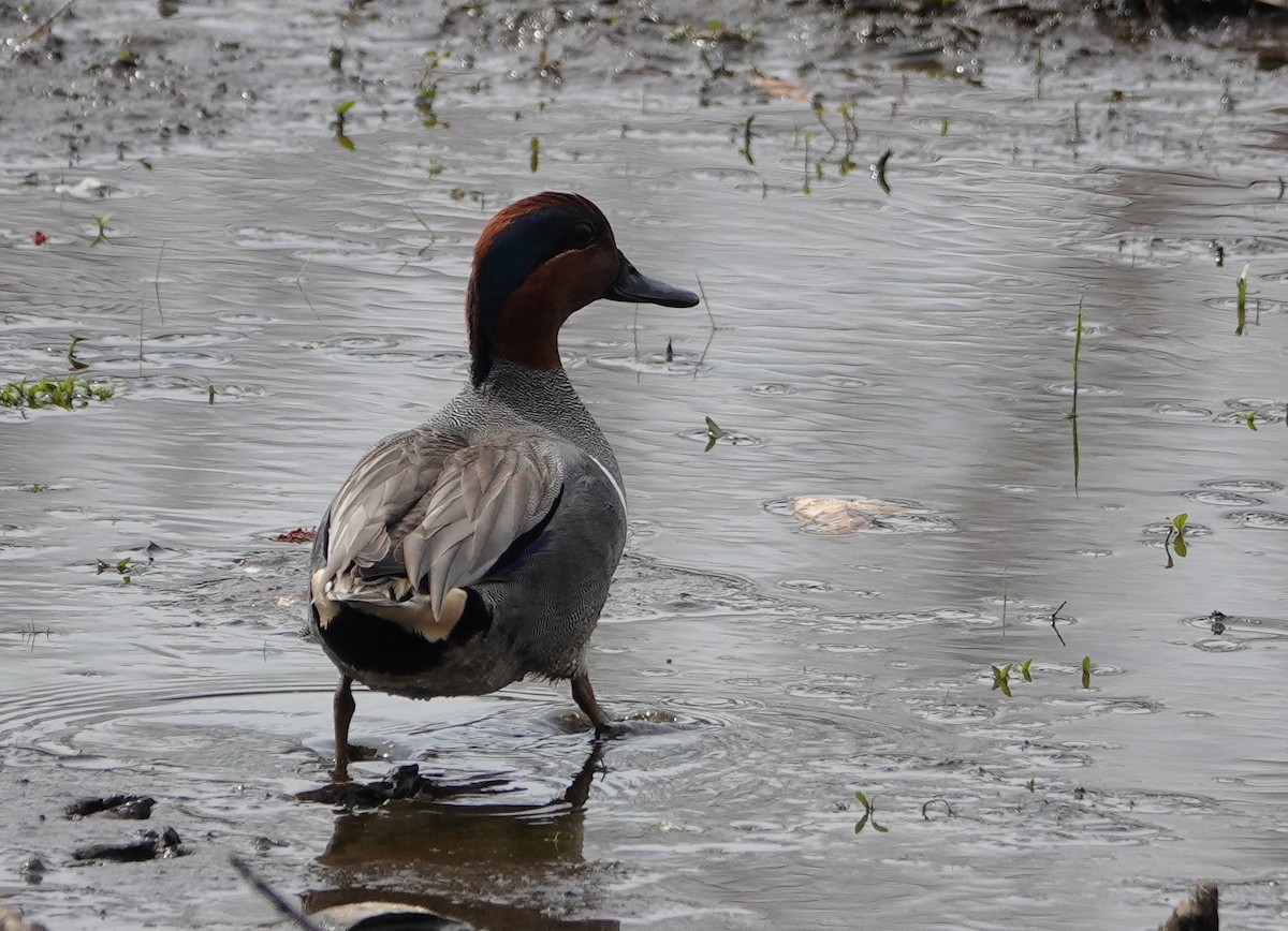 Ногоохон нугас - ML634059165