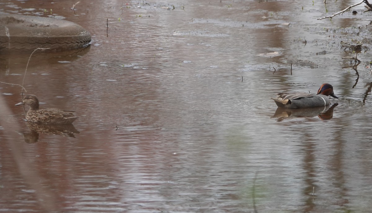 Ногоохон нугас - ML634059166