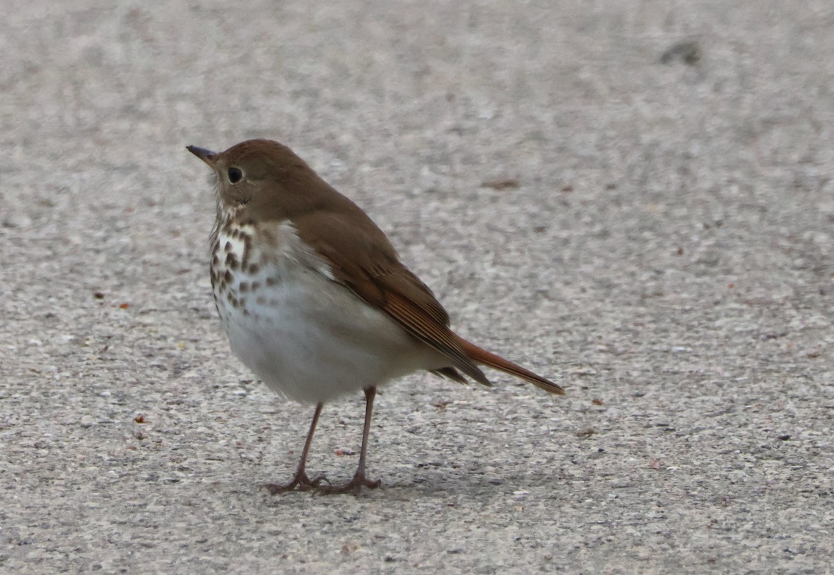 Hermit Thrush - ML634059399