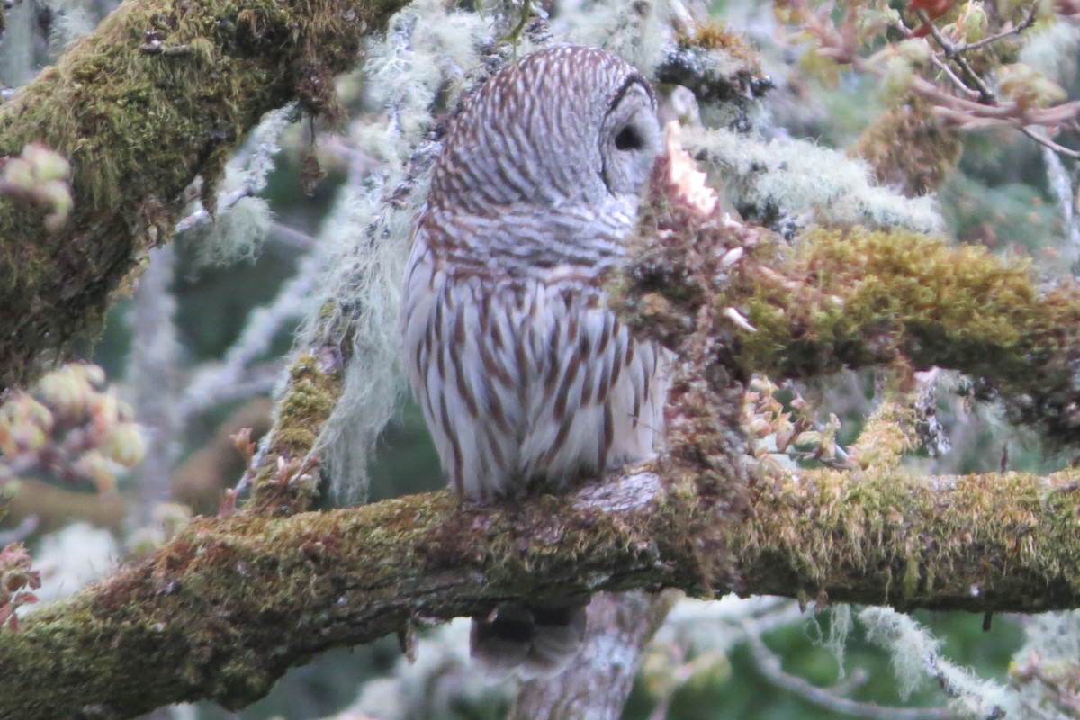 Barred Owl - ML634059447