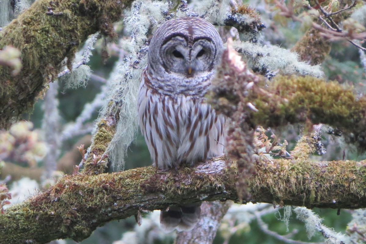 Barred Owl - ML634059448
