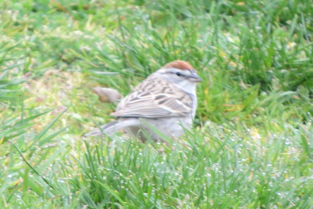 Chipping Sparrow - ML634059465