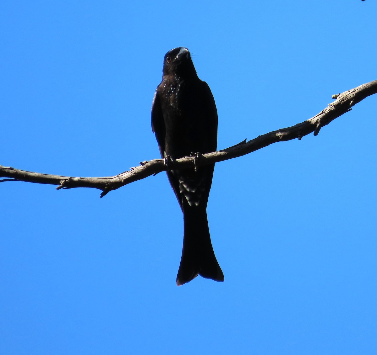 Spangled Drongo - ML634059467