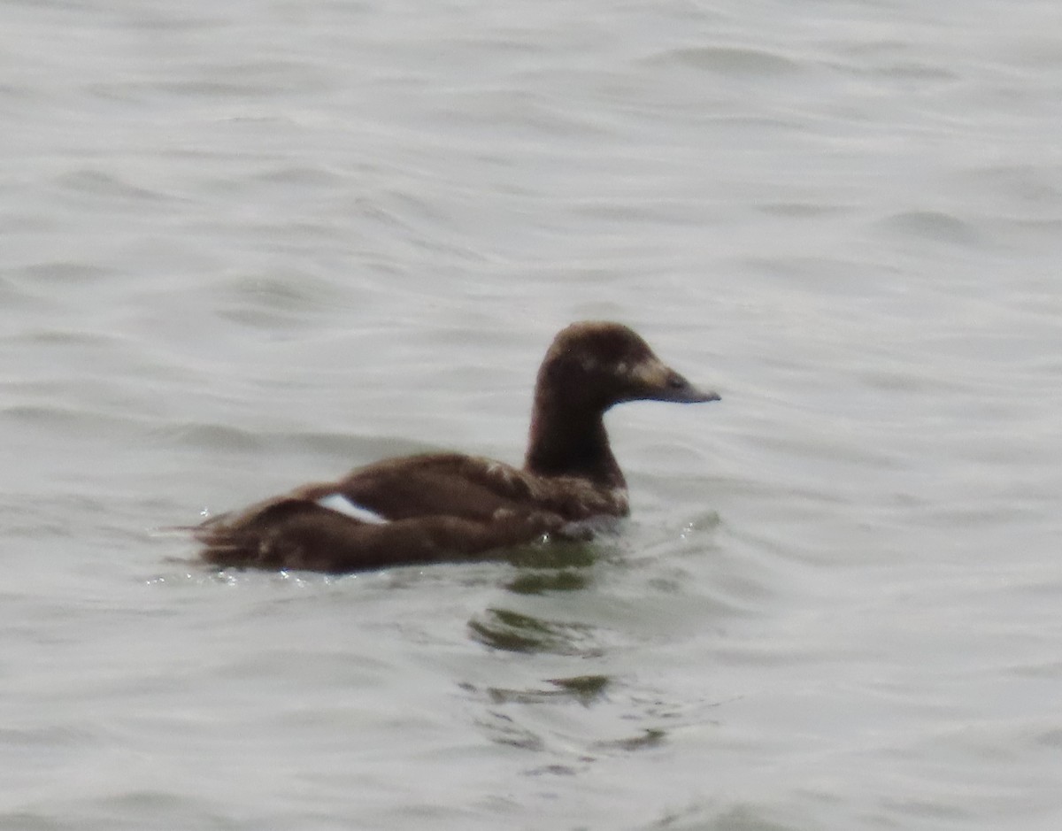 White-winged Scoter - ML634059498
