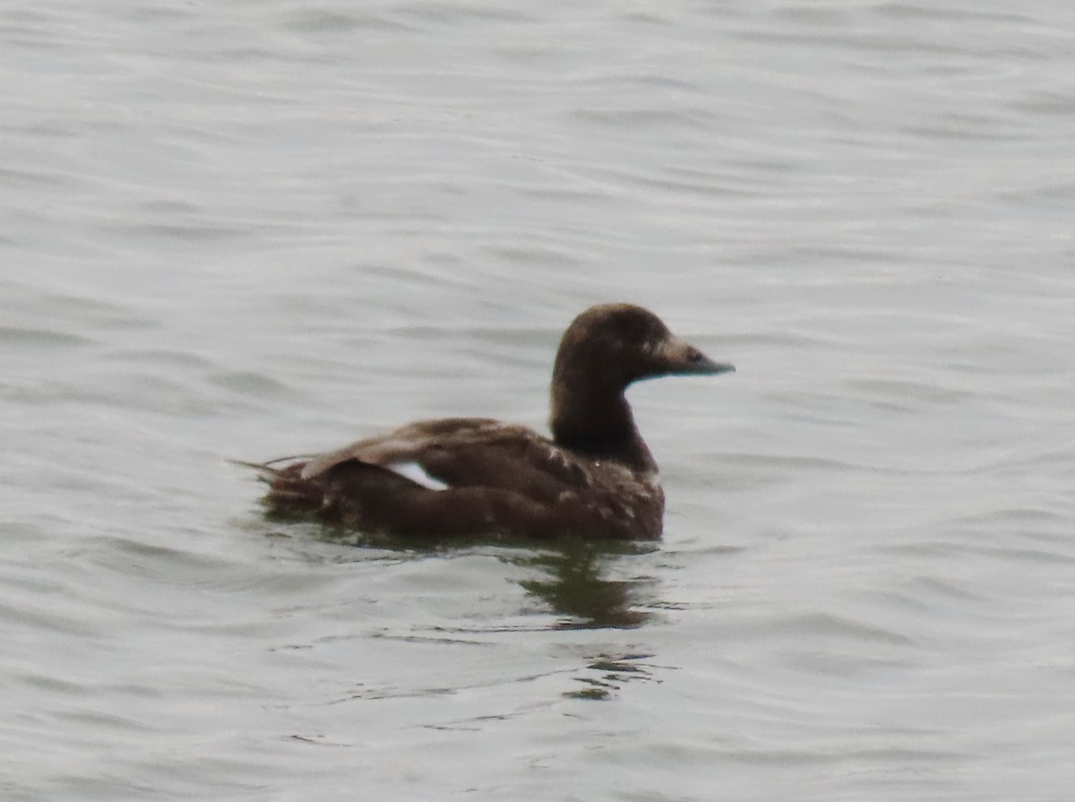 White-winged Scoter - ML634059499