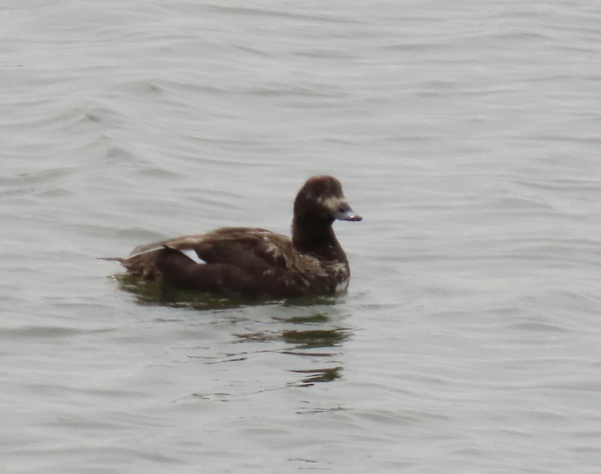 White-winged Scoter - ML634059501