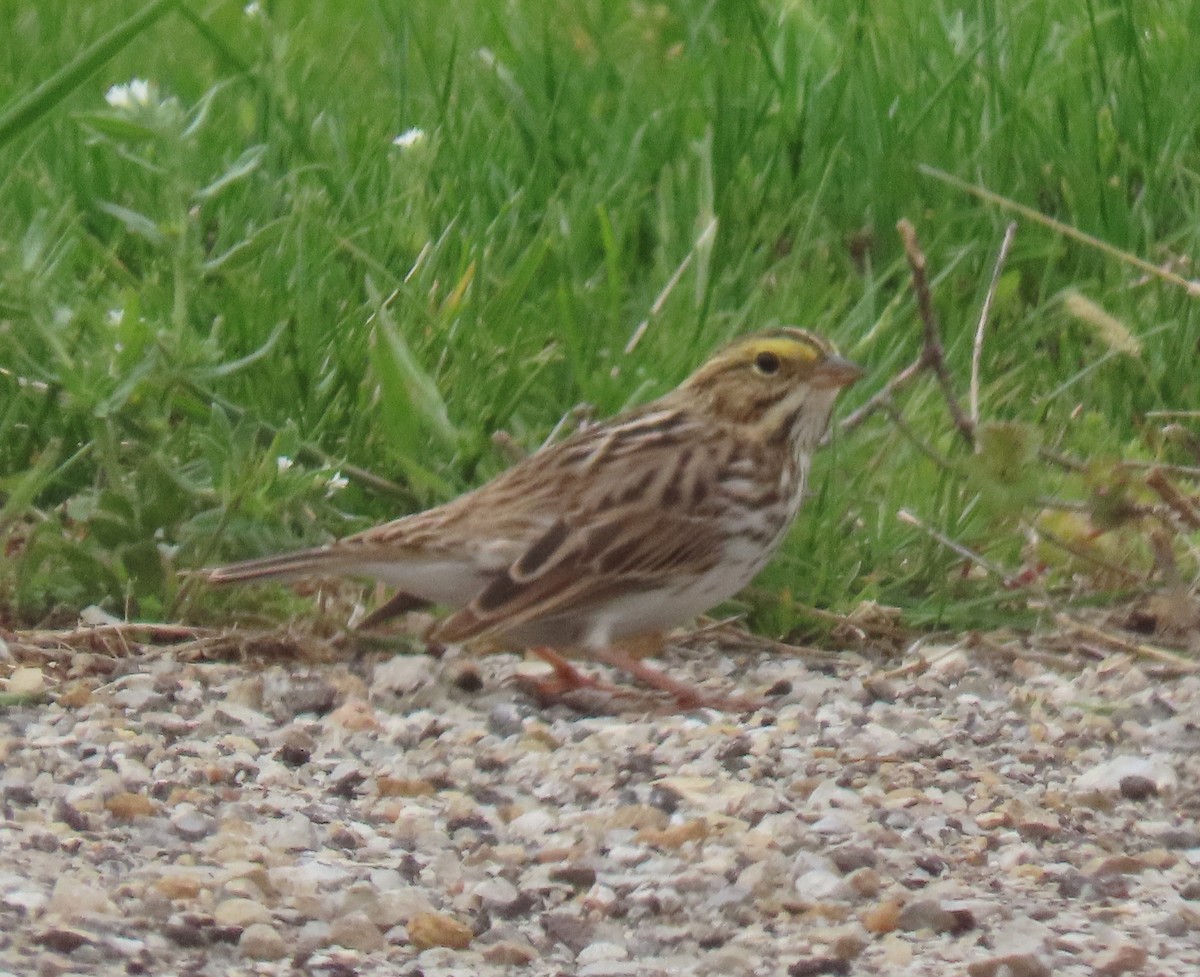 Savannah Sparrow - ML634059527