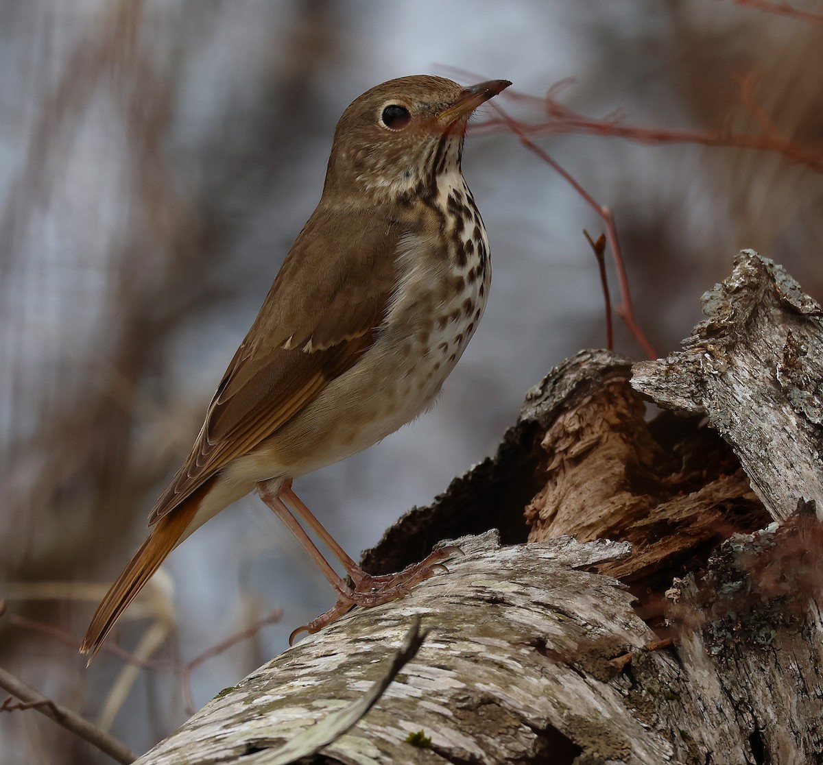 Hermit Thrush - ML634059538
