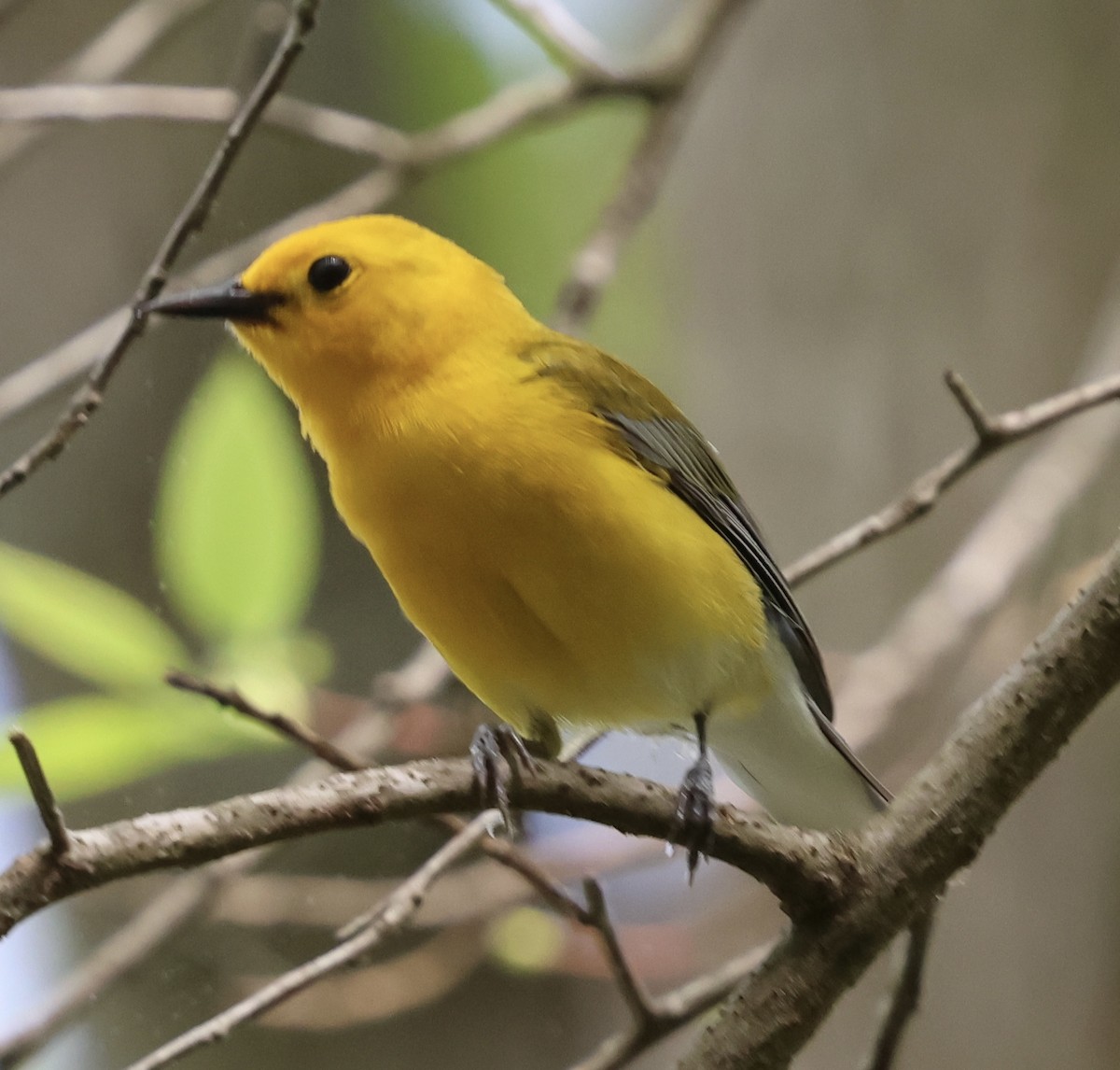 Prothonotary Warbler - ML634059619
