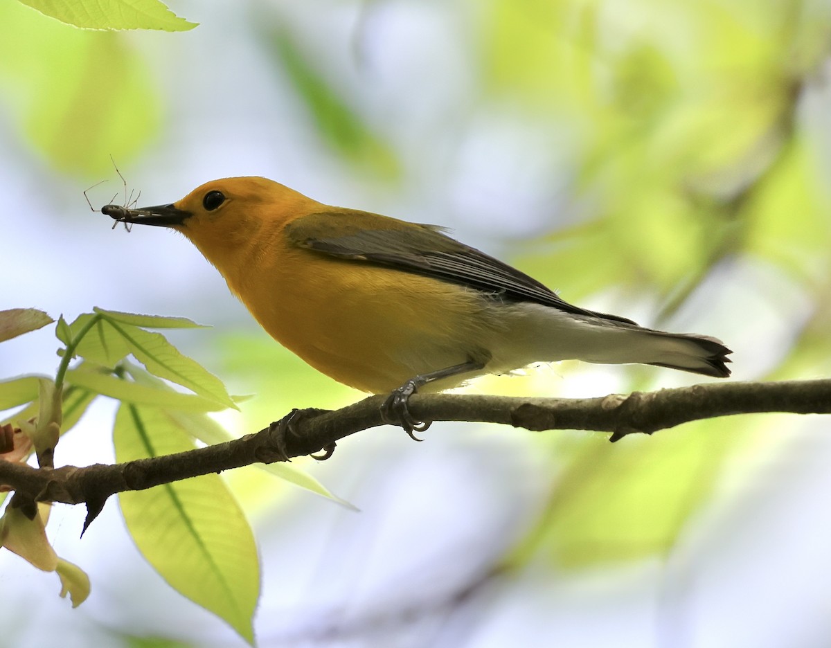 Prothonotary Warbler - ML634059620