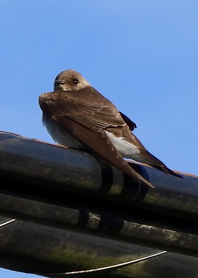 Northern Rough-winged Swallow - ML634059760