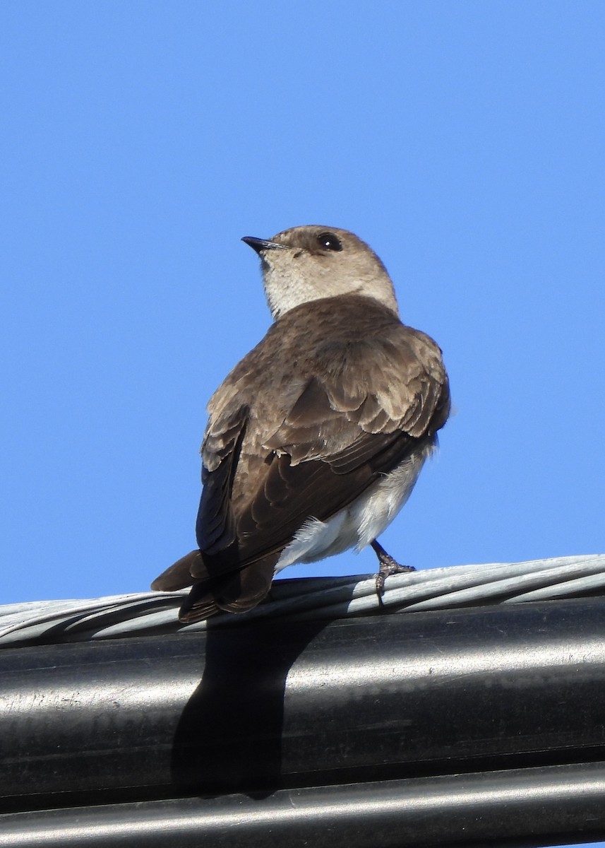 Northern Rough-winged Swallow - ML634059761