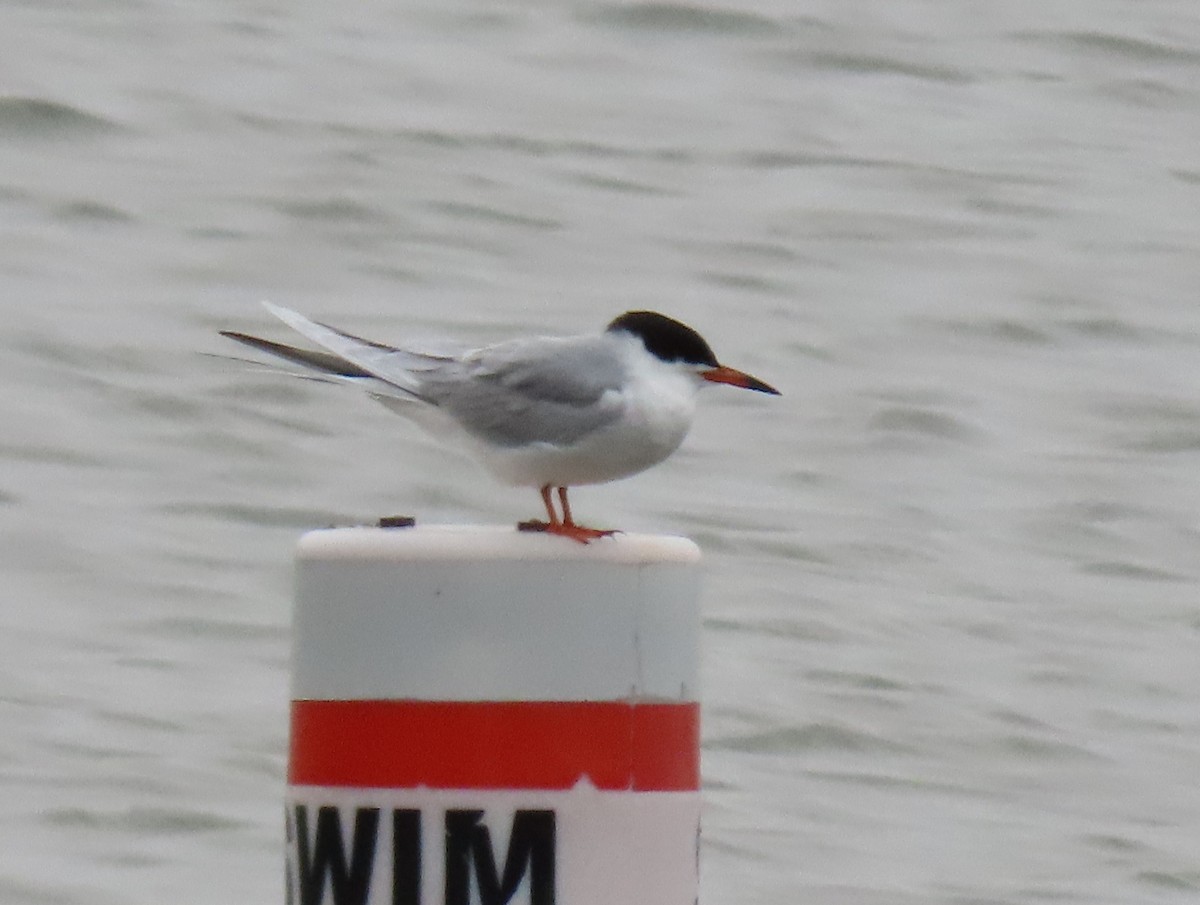 Forster's Tern - ML634059771