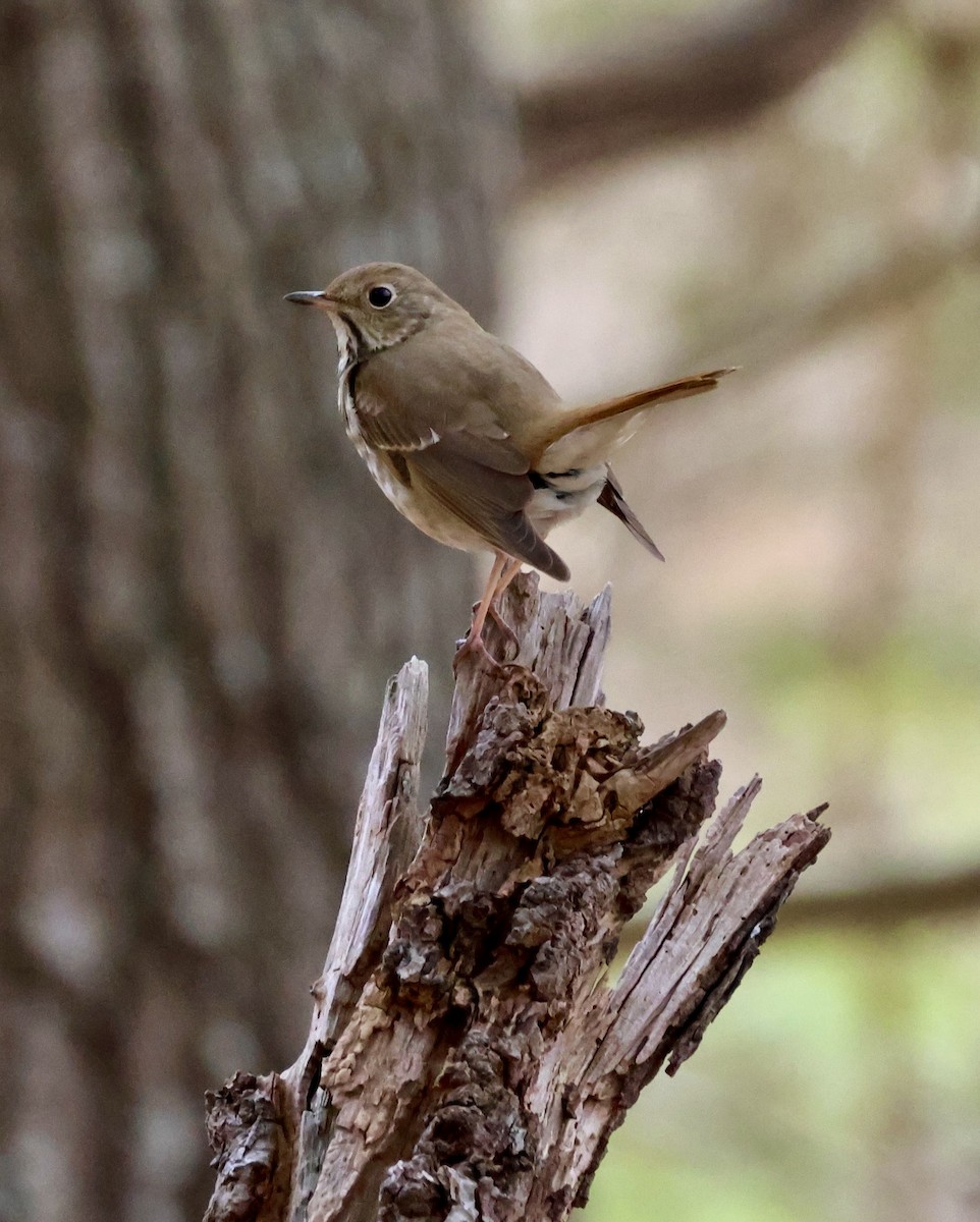 Hermit Thrush - ML634059774
