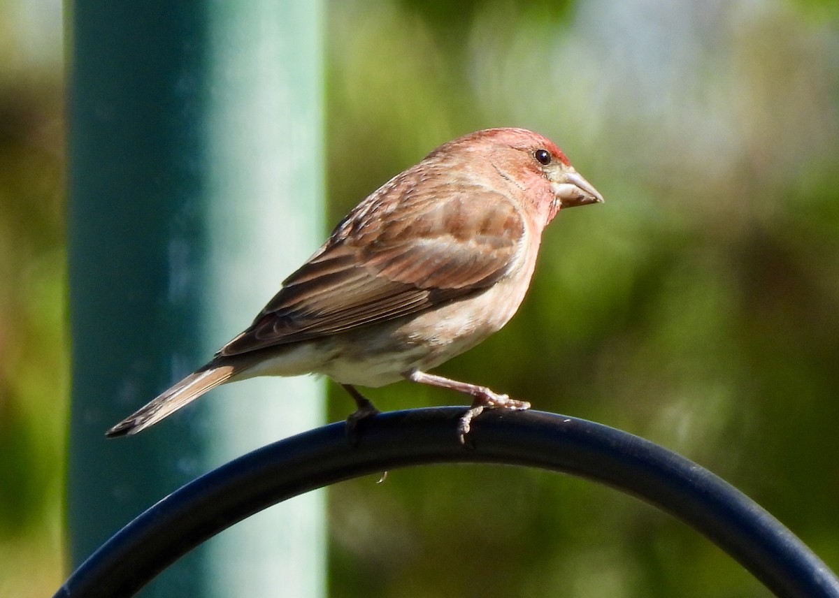 Purple Finch - ML634059787