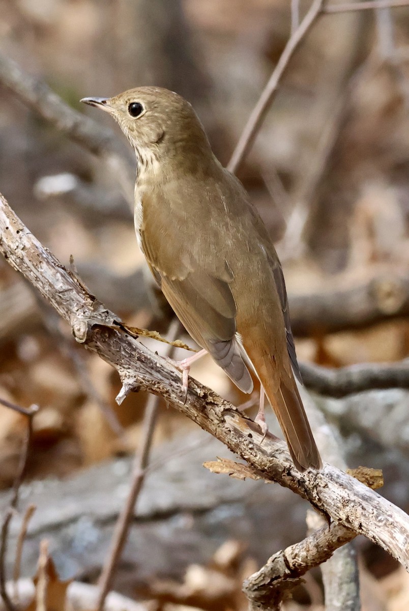 Hermit Thrush - ML634059793