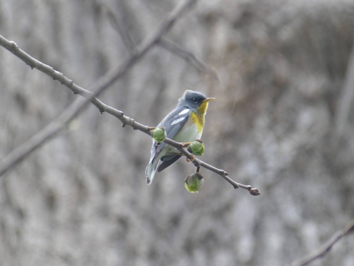 Northern Parula - ML634059840