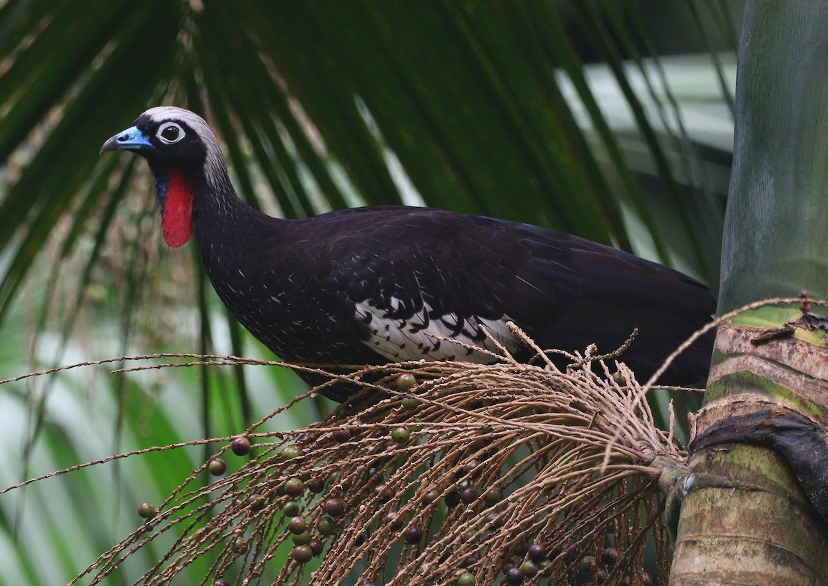 Black-fronted Piping-Guan - ML634059858