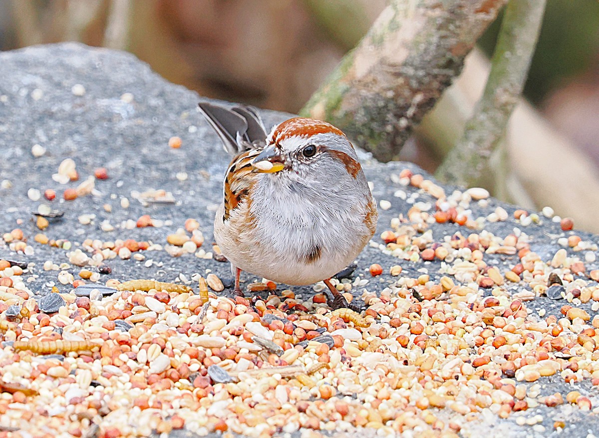 American Tree Sparrow - ML634059864