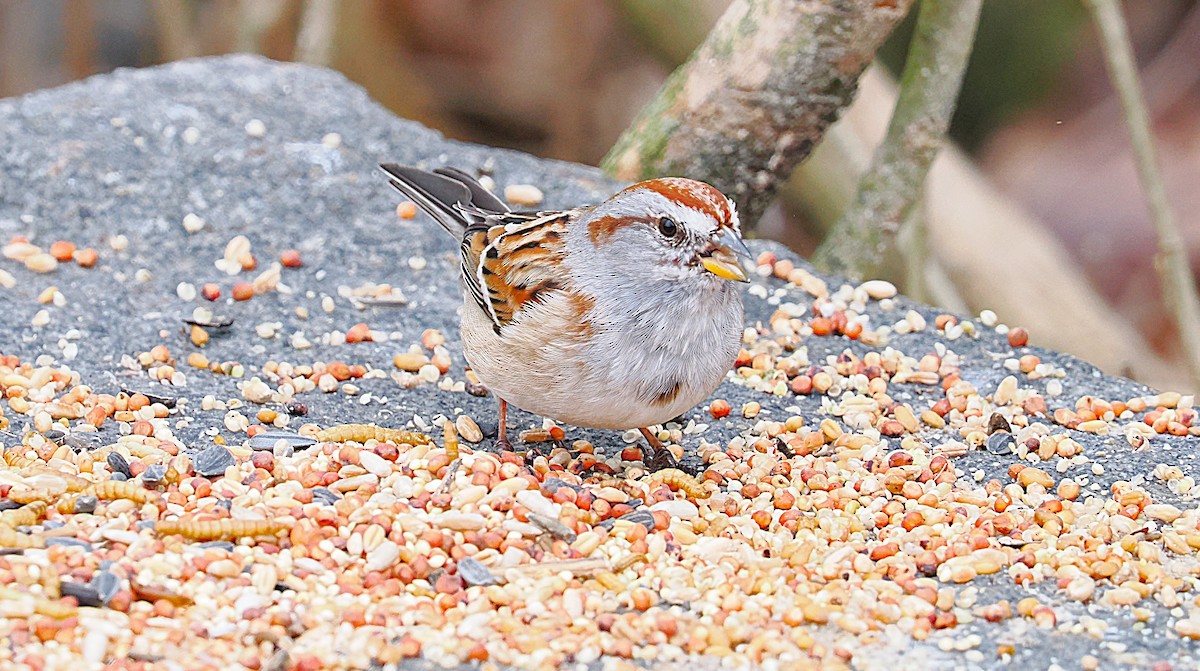 American Tree Sparrow - ML634059911
