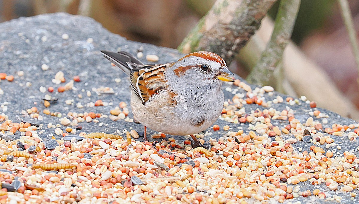 American Tree Sparrow - ML634059932