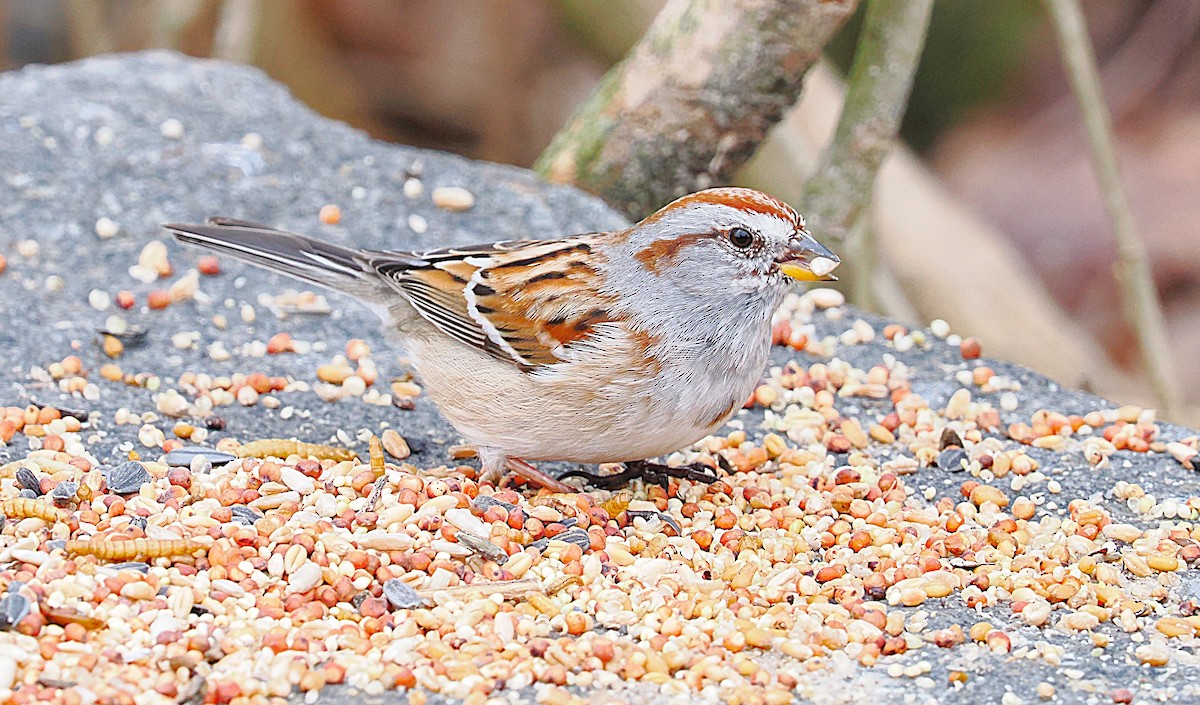American Tree Sparrow - ML634059953