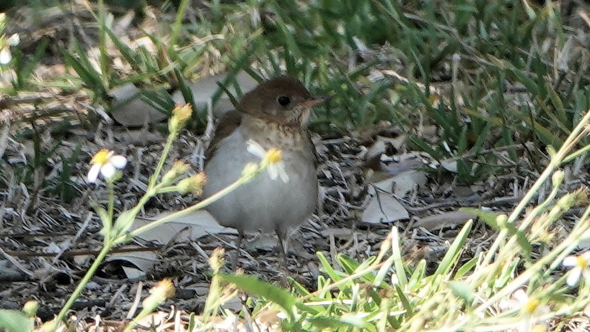 Hermit Thrush - ML634059971