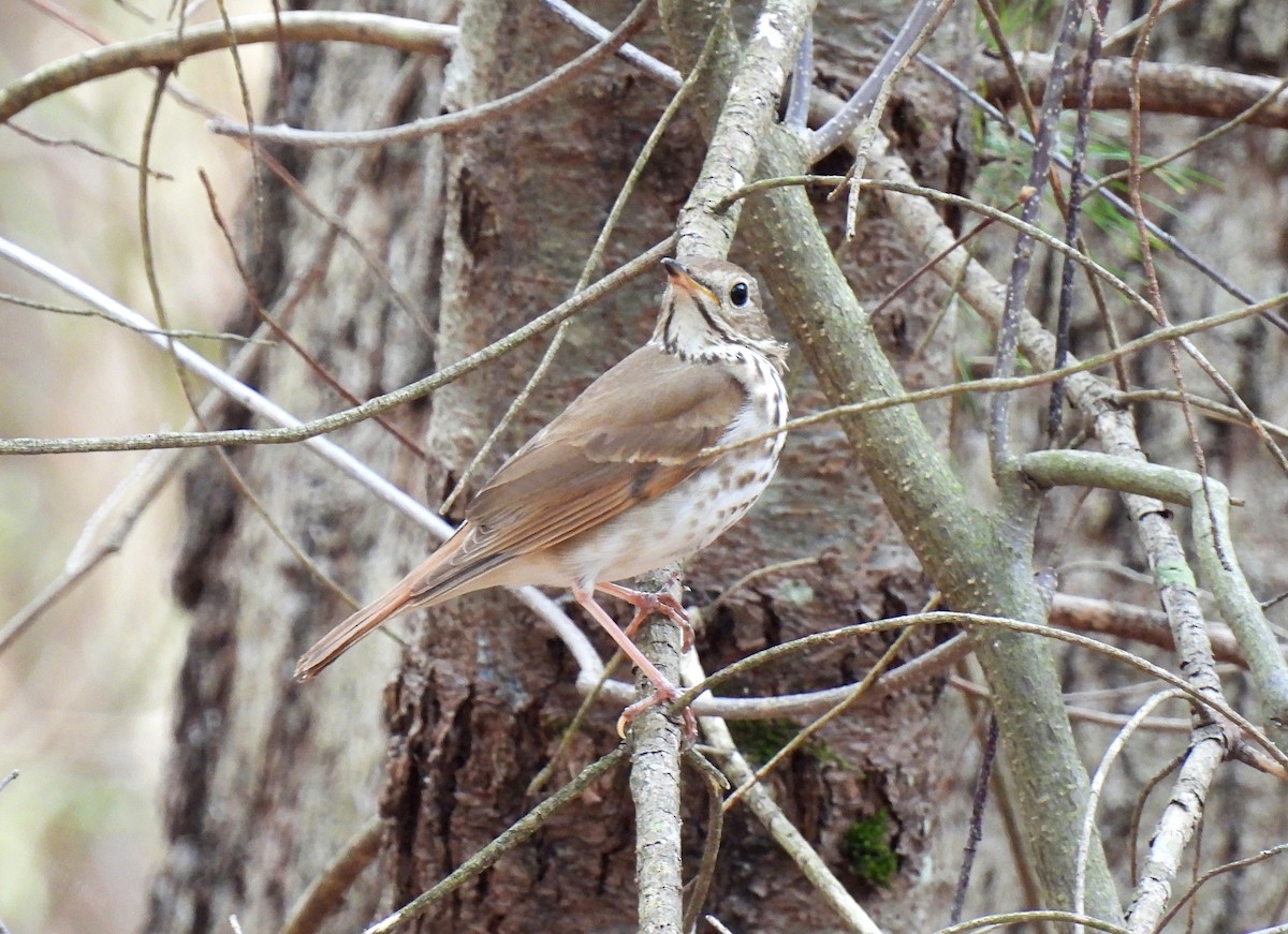 Hermit Thrush - ML634059980