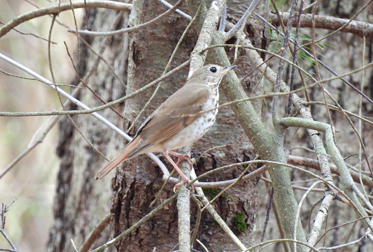 Hermit Thrush - ML634059982