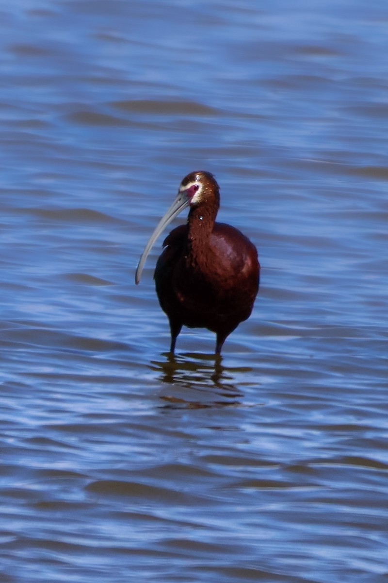 White-faced Ibis - ML634060012