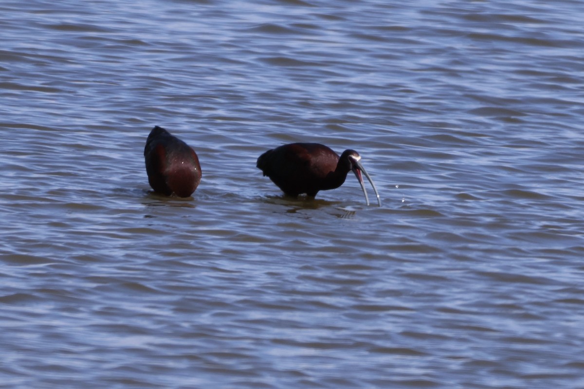 White-faced Ibis - ML634060013