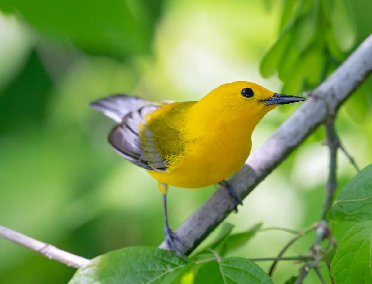 Prothonotary Warbler - ML634060081